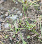 Gulf Coast bulrush